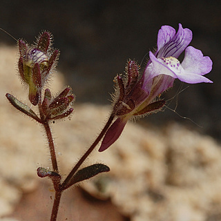 Espcies do Anexo II Directiva Habitats