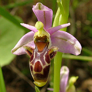 Orqudeas